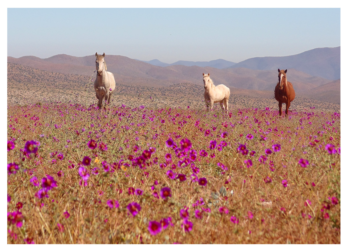 Caballos en el desierto florido